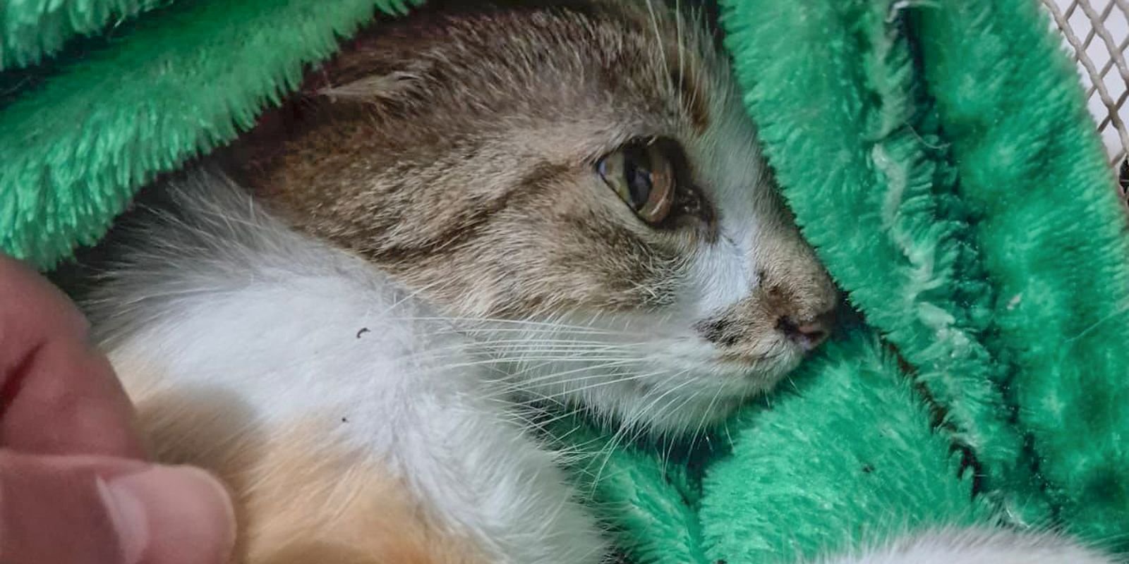Mulher é Presa Após Arremessar Gata do 12º Andar em Curitiba; Animal Luta Pela Vida