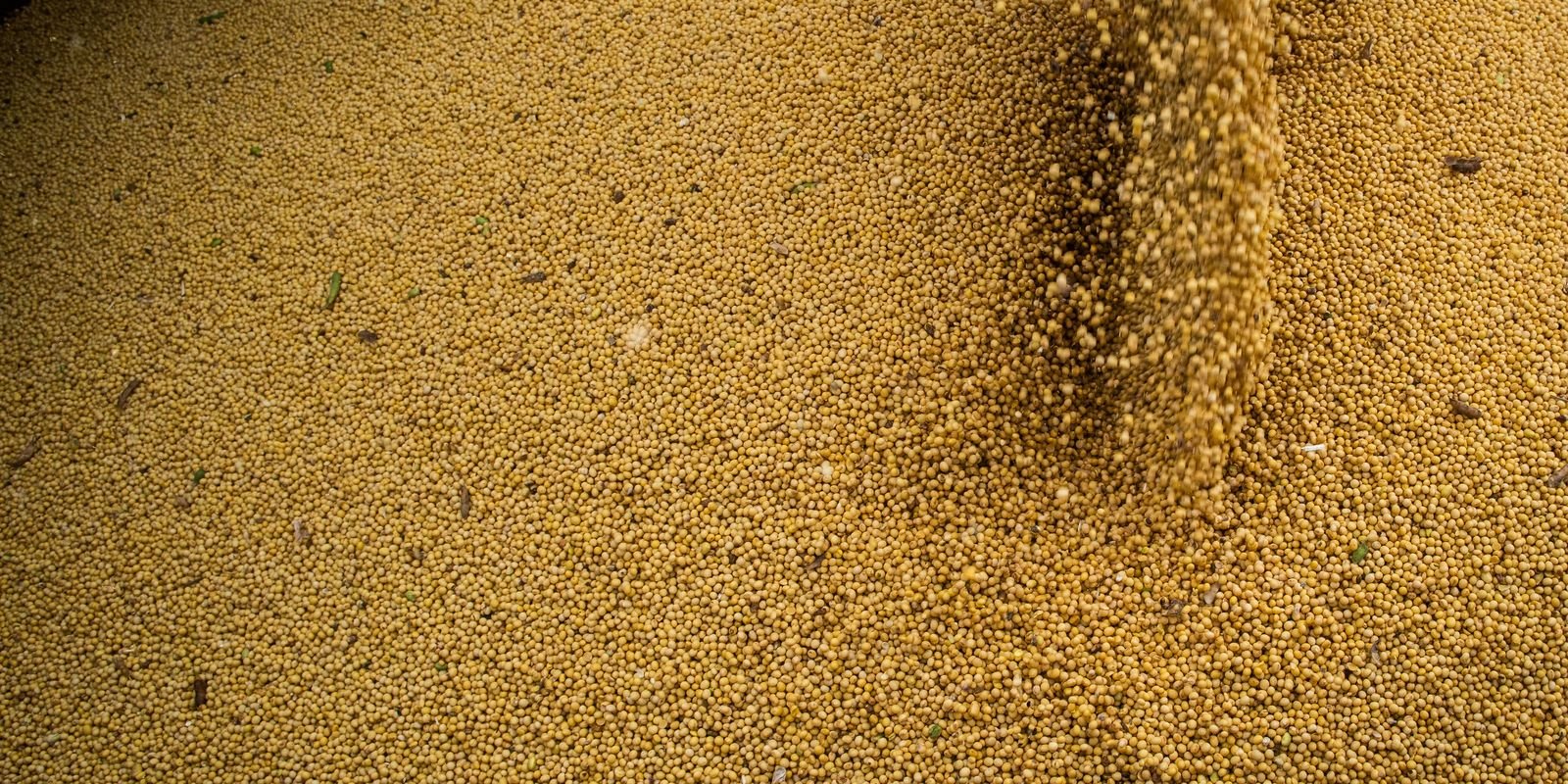 Agropecuária Impulsiona o PIB Brasileiro em 2025 e Reafirma Relevância Econômica