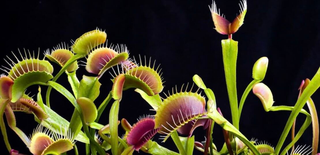 Venus-flytrap