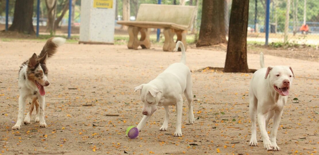 tutores_com_caes_no_parcao_espaco_exclusivo_para_cachorros_na_praca_ayrton_senna_do_brasil_rvsa_abr_103020210148-1