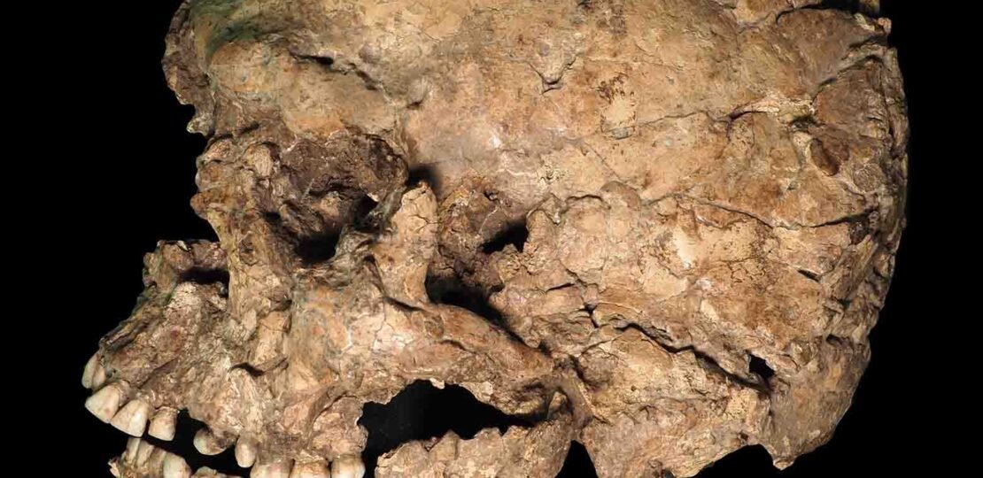 ancient-human-skull
