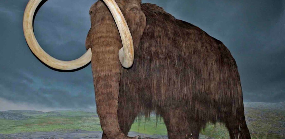 mammoth