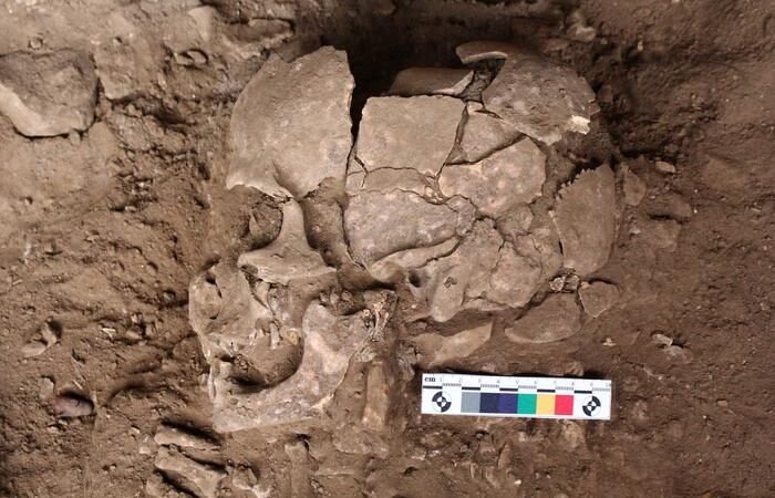 Descoberta Inédita: Uso de Drogas Humanas Recua 25.000 Anos, Transformando a Pré-História
