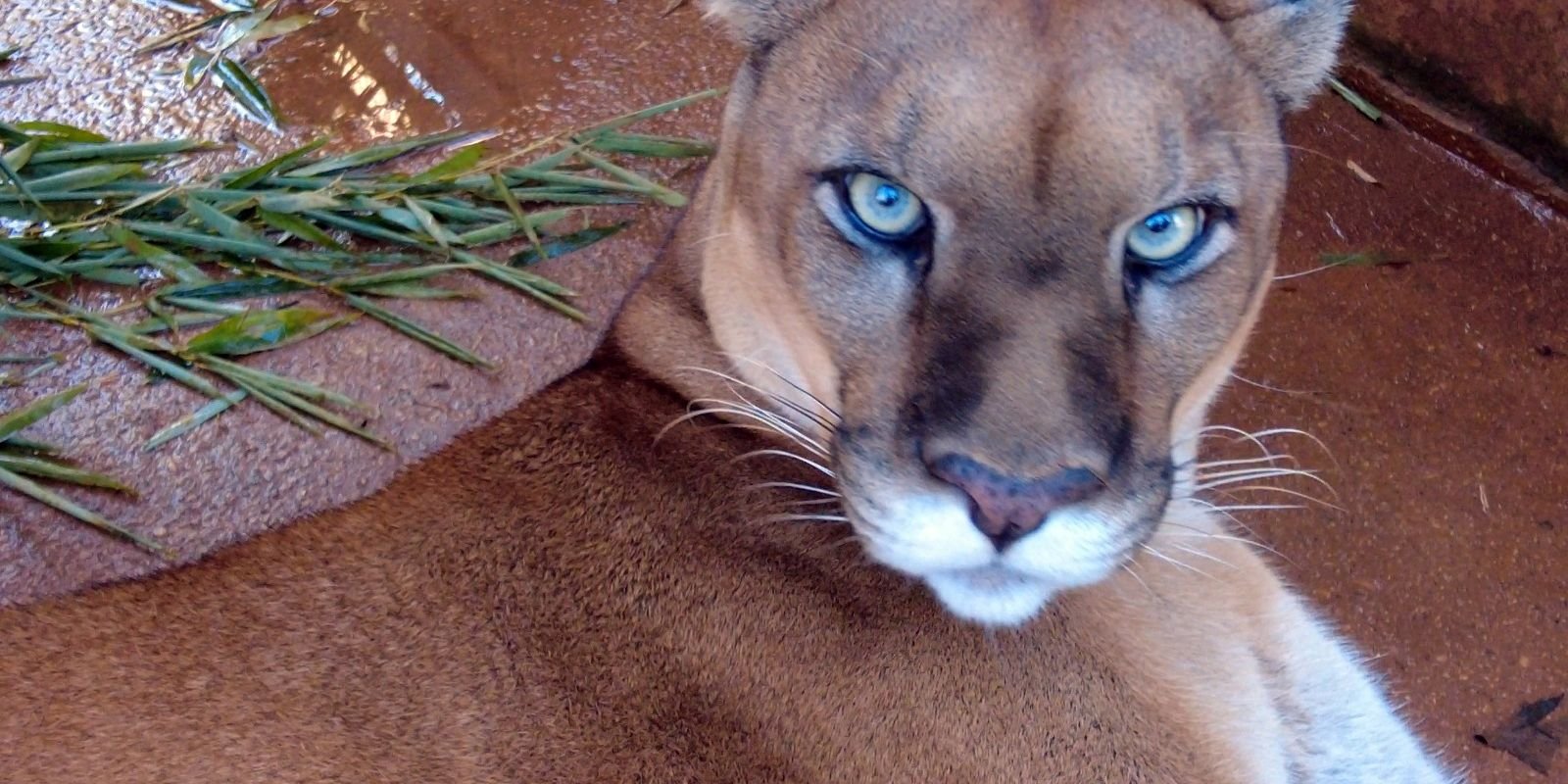 Cidade Selvagem, Fauna Urbana: A Convivência Possível na Metrópole Paulistana