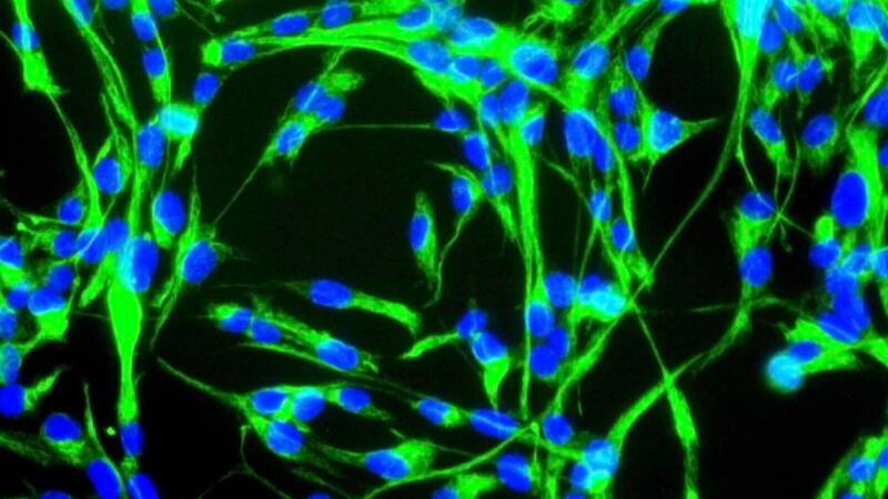 Cientistas Alemães Revertem o Relógio Biológico Celular em Mais de 60 Anos