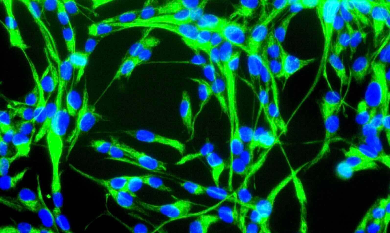 Cientistas Alemães Revertem o Relógio Biológico Celular em Mais de 60 Anos