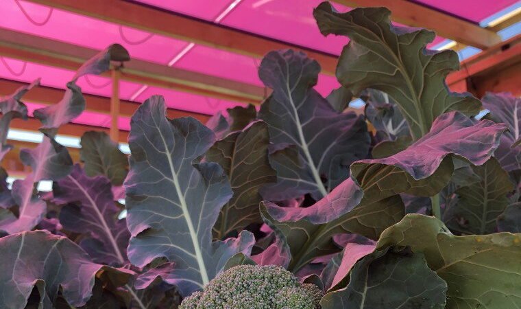 Revolução na Agricultura: Painéis Solares Magenta Impulsionam Eficiência em Cultivo de Brócolis