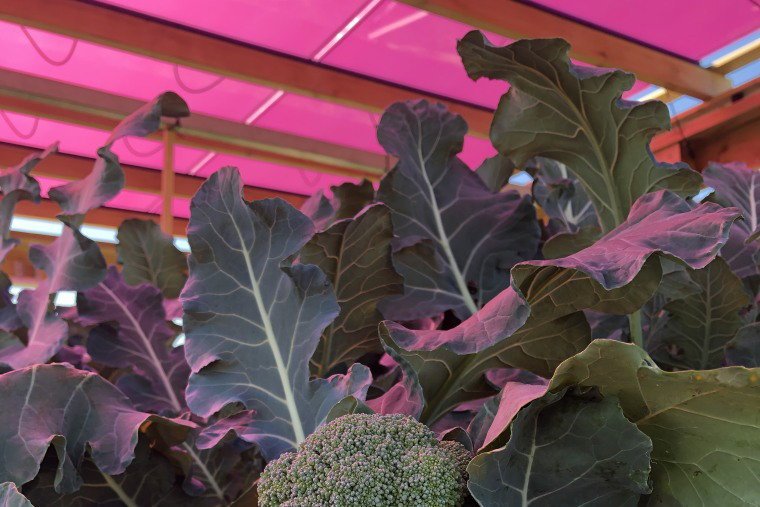 Revolução na Agricultura: Painéis Solares Magenta Impulsionam Eficiência em Cultivo de Brócolis
