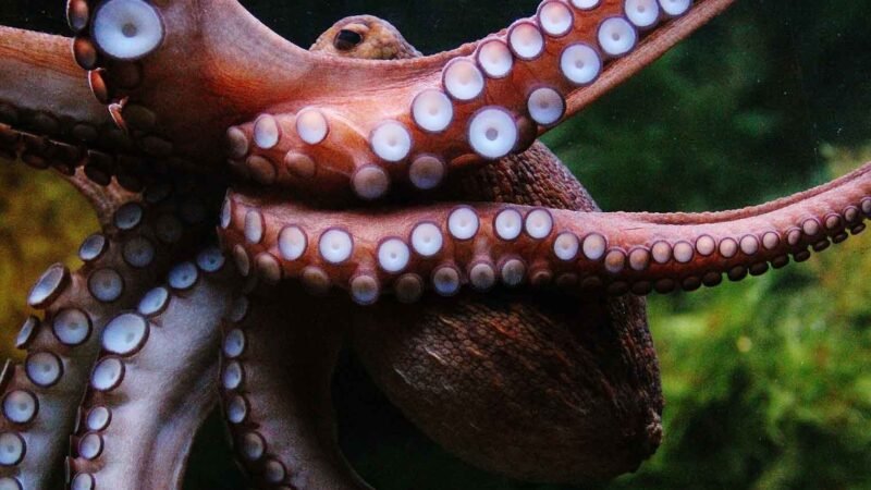 Desvendando a Genialidade Aquática: Reviravolta Genômica Ancestral Moldou a Inteligência dos Cefalópodes