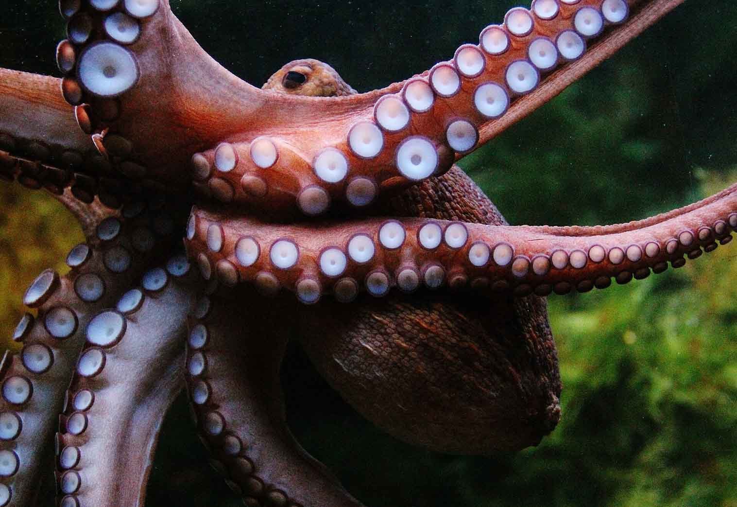 Desvendando a Genialidade Aquática: Reviravolta Genômica Ancestral Moldou a Inteligência dos Cefalópodes